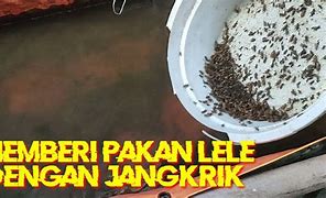 Pakan Jangkrik Biar Cepat Besar